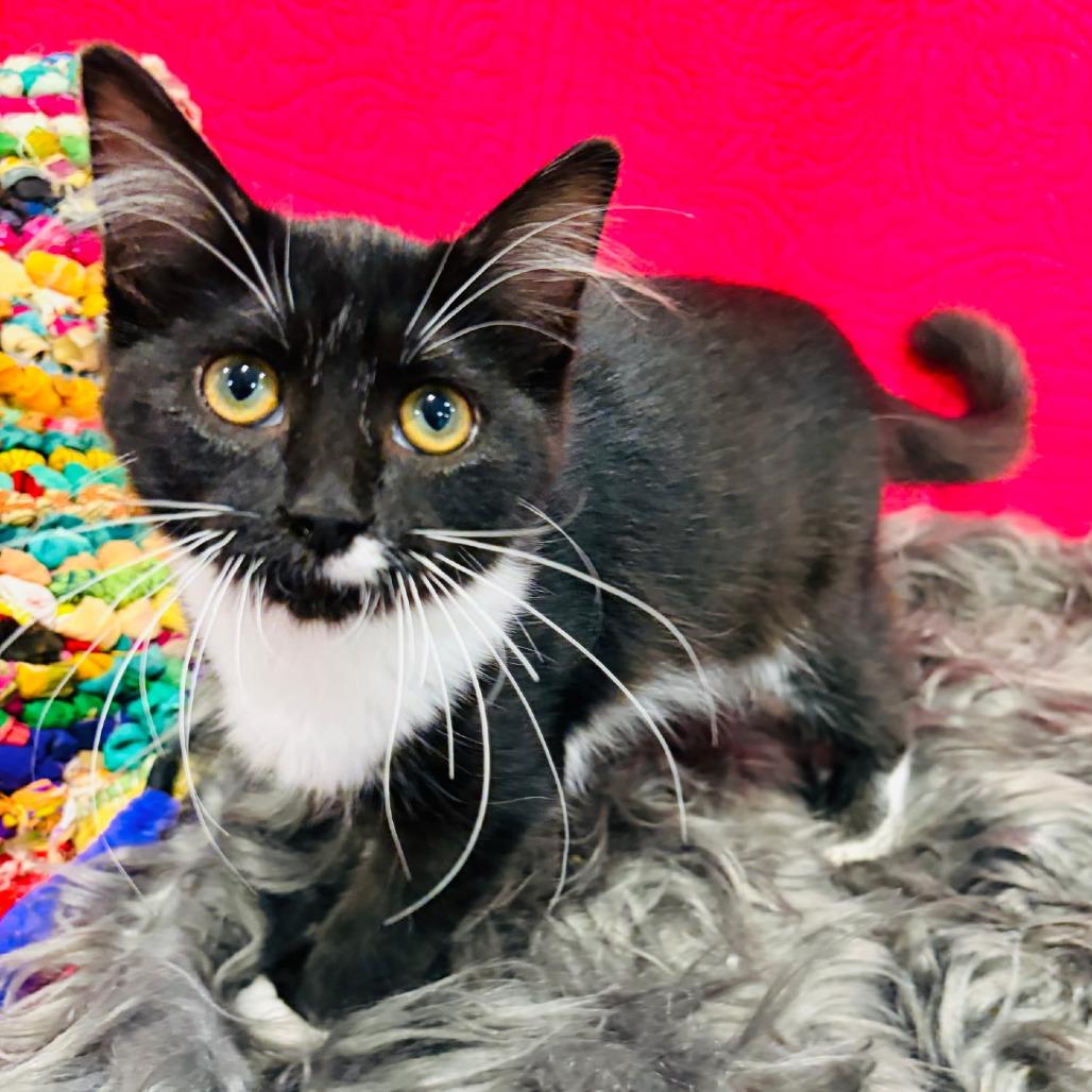 Enlarge Don Vito, a Adoptable Domestic Short Hair in Ventura, CA image 2/2