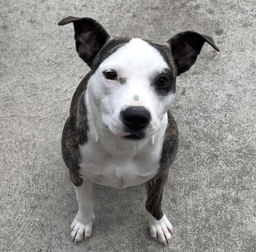 Enlarge Guzzi, a ADOPTABLE mixed breed in Philadelphia, PA image 2/6