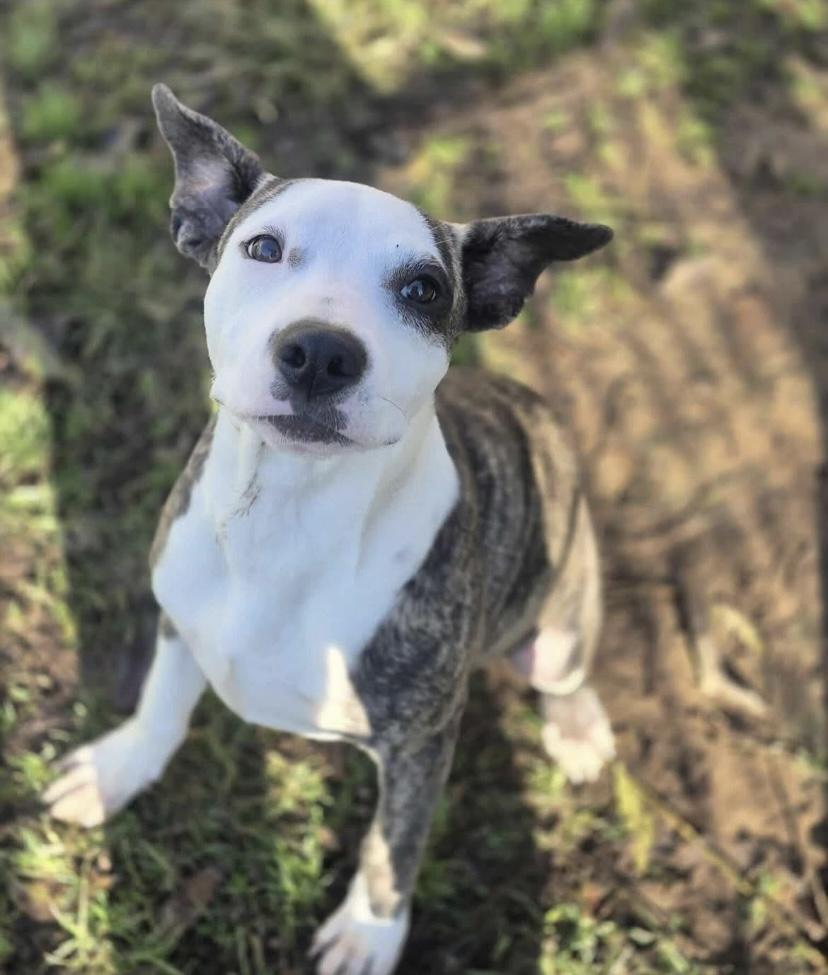 Enlarge Guzzi, a ADOPTABLE mixed breed in Philadelphia, PA image 6/6