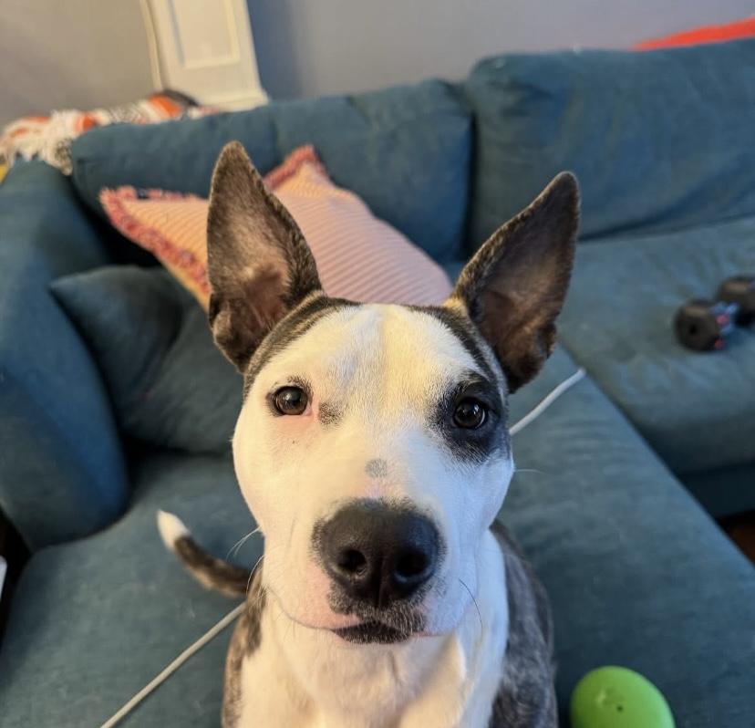 Guzzi, ADOPTABLE, Puppy Female Pit Bull Terrier.