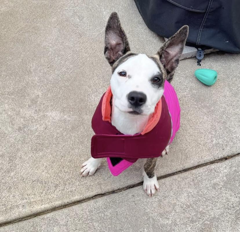 Enlarge Guzzi, a ADOPTABLE mixed breed in Philadelphia, PA image 3/6