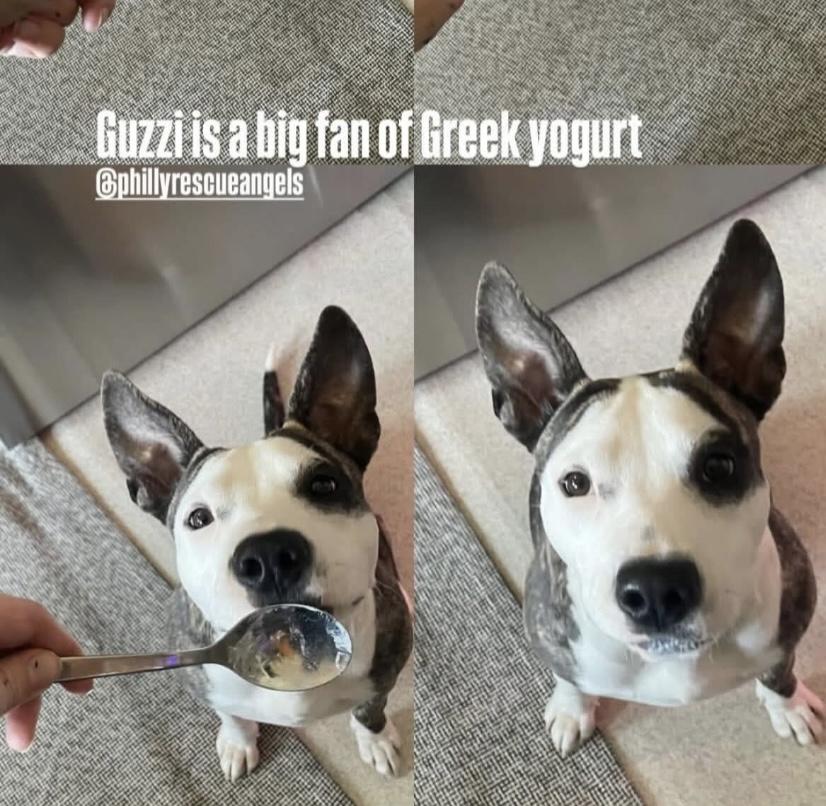 Enlarge Guzzi, a ADOPTABLE mixed breed in Philadelphia, PA image 4/6