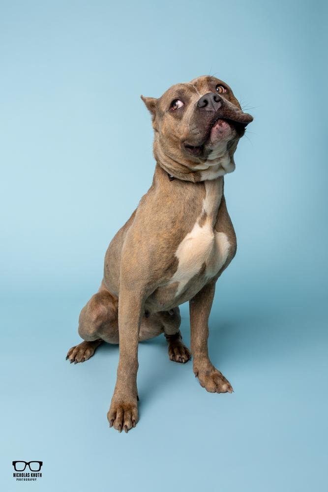 Sienna, Adoptable, Adult Female Pit Bull Terrier.