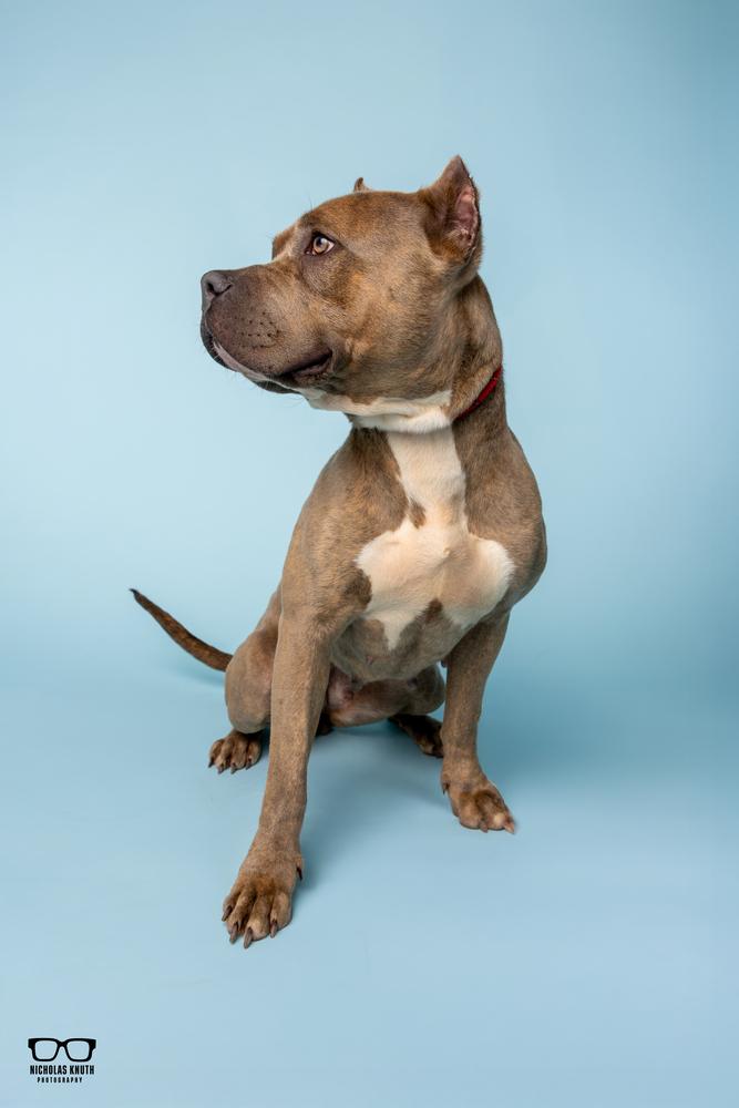 Sienna, a Adoptable mixed breed in Palatine, IL image 2/5