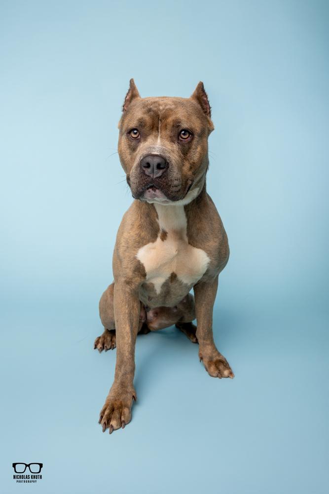 Sienna, a Adoptable mixed breed in Palatine, IL image 3/5