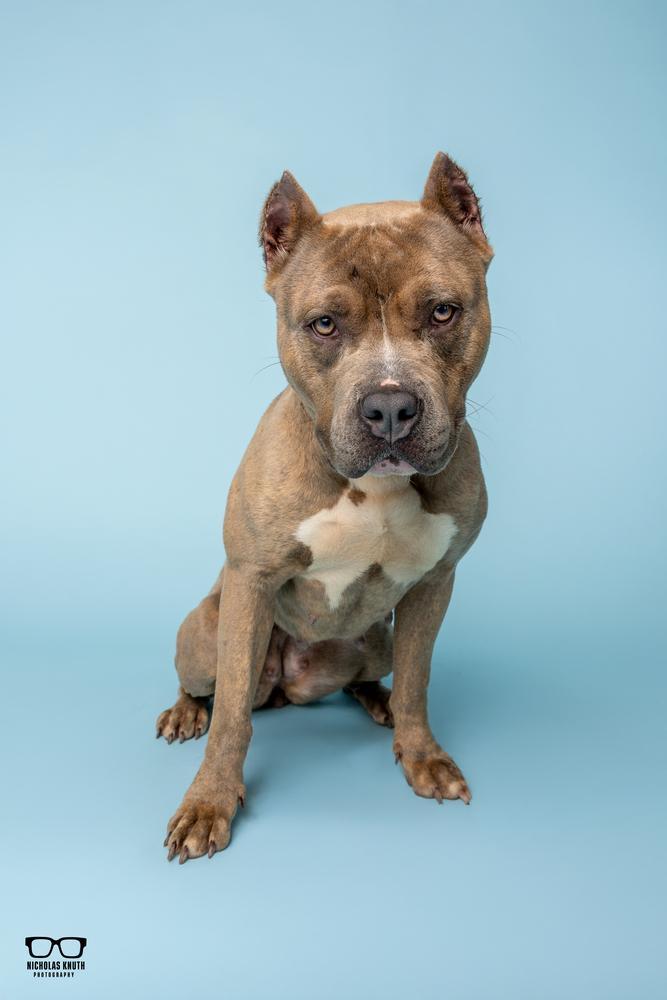 Sienna, a Adoptable mixed breed in Palatine, IL image 4/5