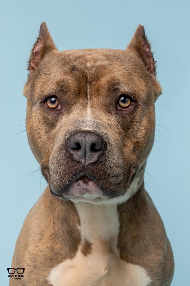 Sienna, a Adoptable mixed breed in Palatine, IL image 5/5
