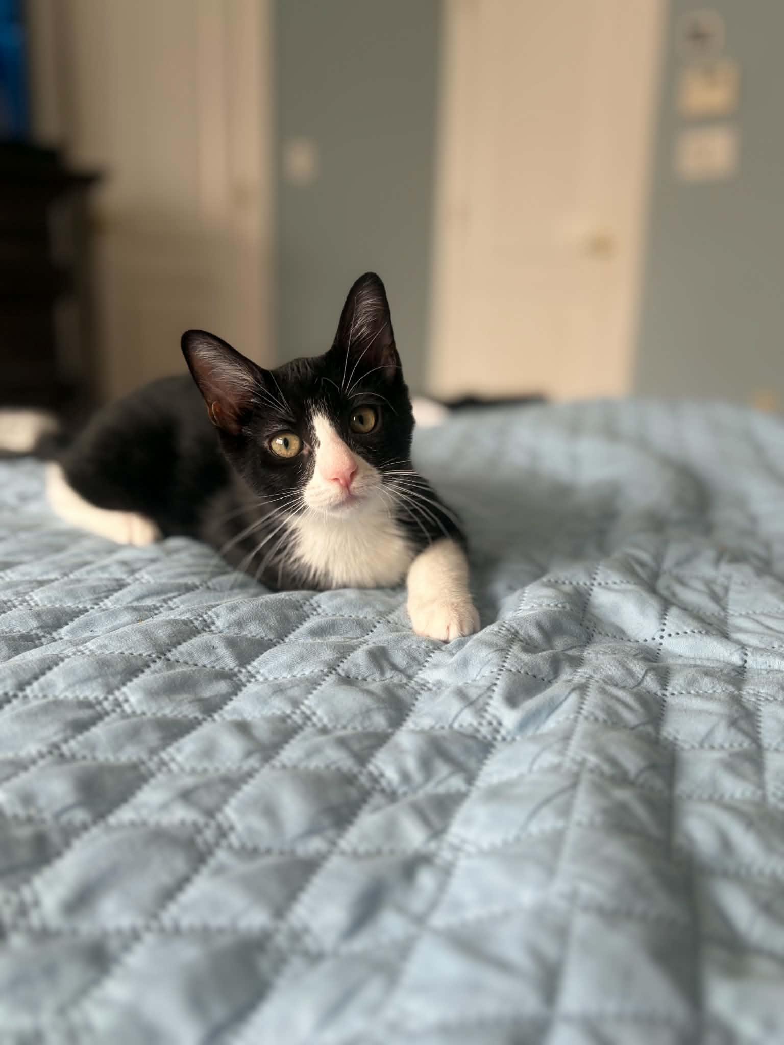 Enlarge Axel & Salchow, a Adoptable Domestic Short Hair in Staten Island, NY image 5/6