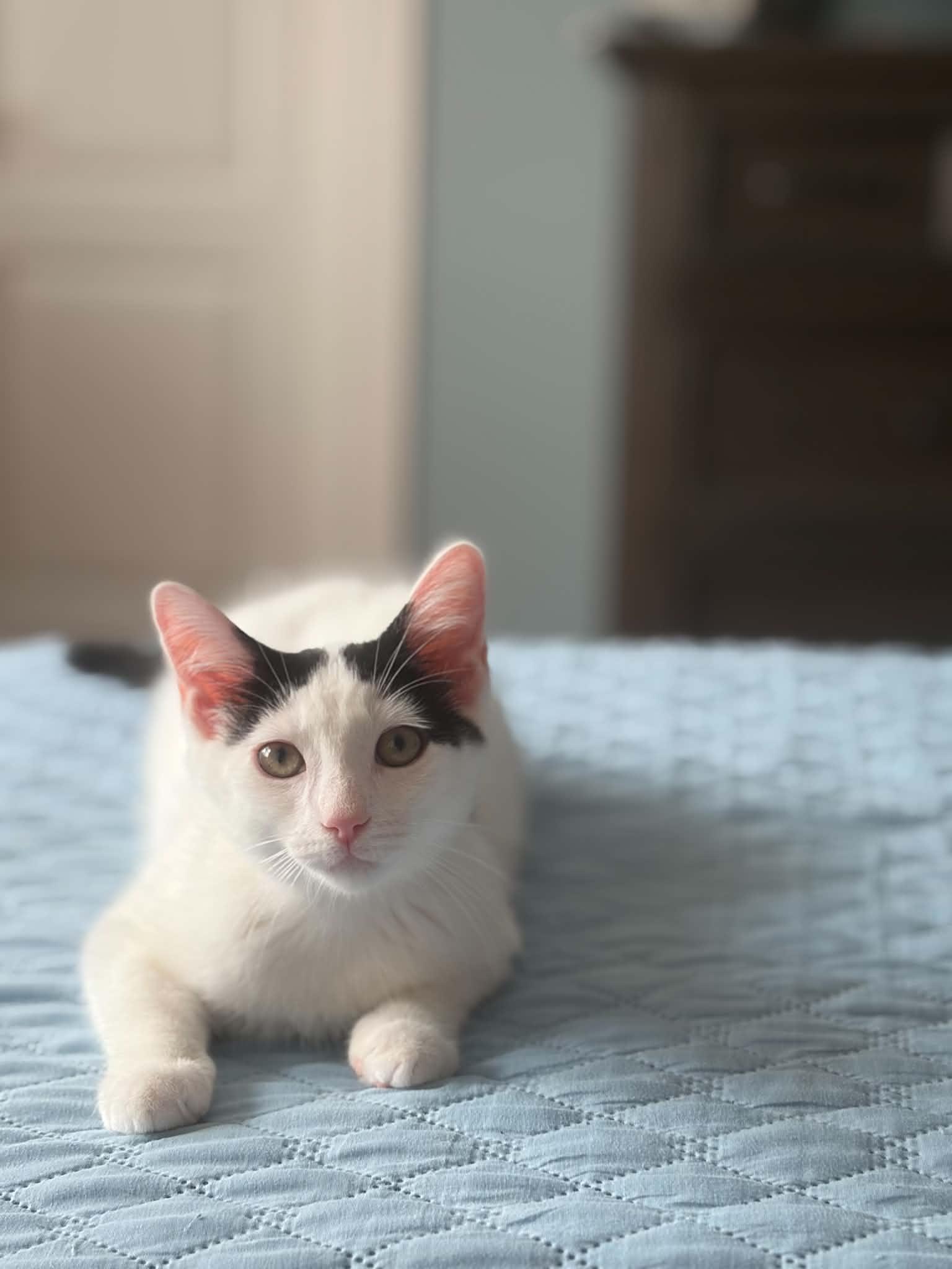 Enlarge Axel & Salchow, a Adoptable Domestic Short Hair in Staten Island, NY image 2/6