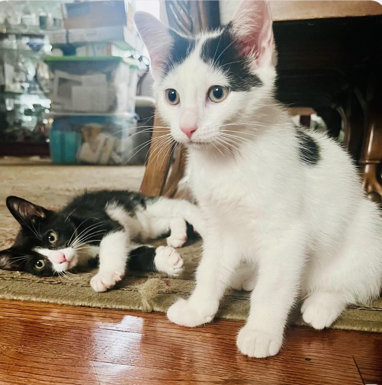 Axel & Salchow, Adoptable, Kitten Male Domestic Short Hair.