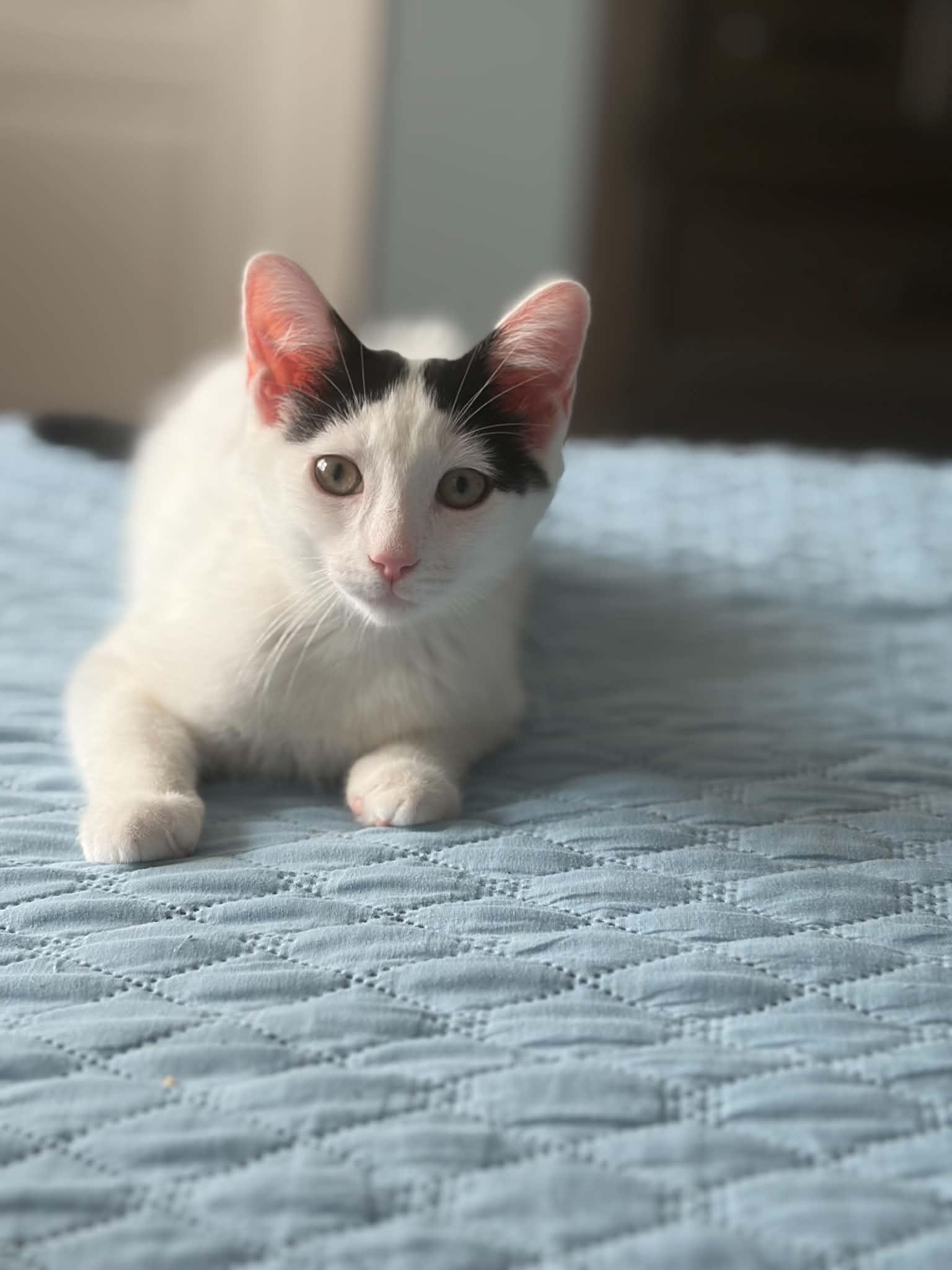 Enlarge Axel & Salchow, a Adoptable Domestic Short Hair in Staten Island, NY image 6/6