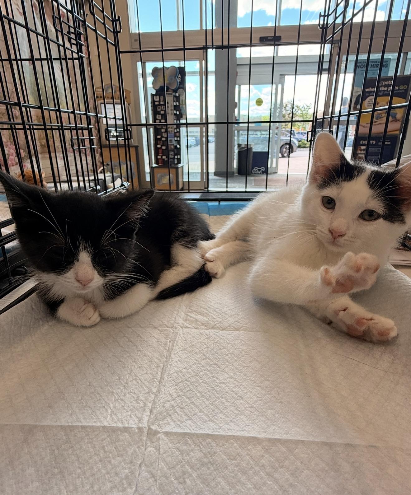 Enlarge Axel & Salchow, a Adoptable Domestic Short Hair in Staten Island, NY image 3/6