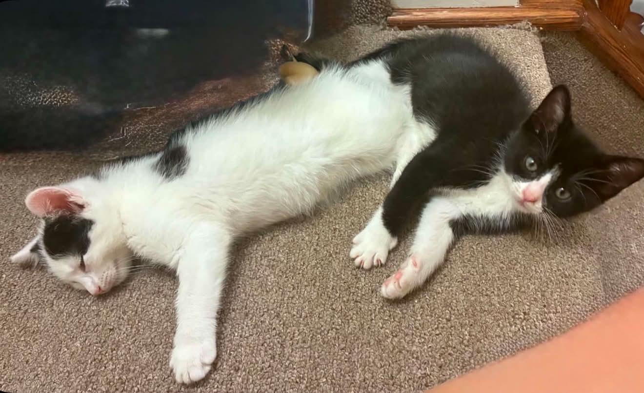 Enlarge Axel & Salchow, a Adoptable Domestic Short Hair in Staten Island, NY image 4/6
