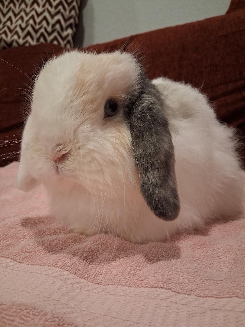 Tofu & Miso , a ADOPTABLE Holland Lop in San Antonio, TX image 6/6