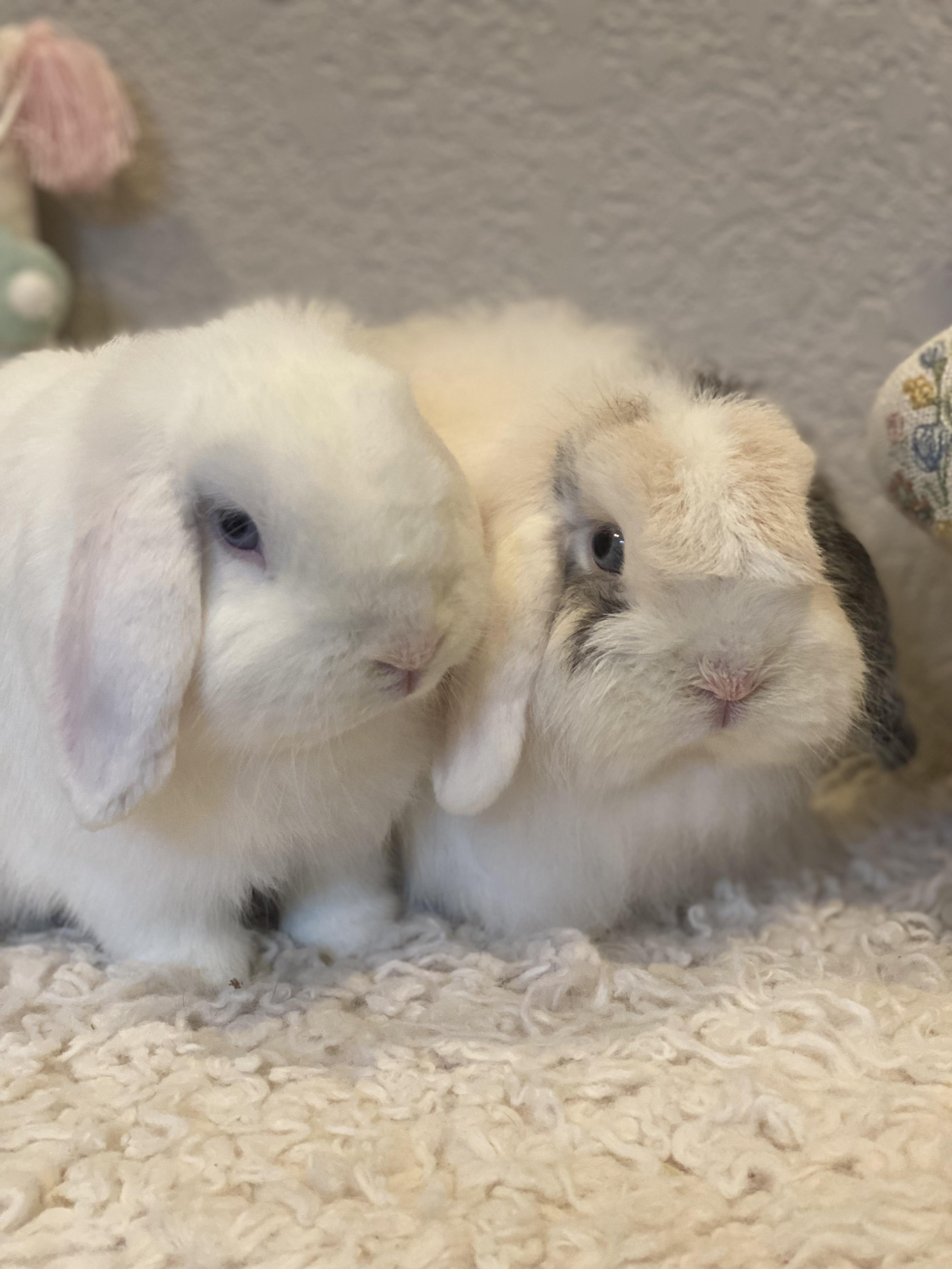Tofu & Miso , a ADOPTABLE Holland Lop in San Antonio, TX image 2/6