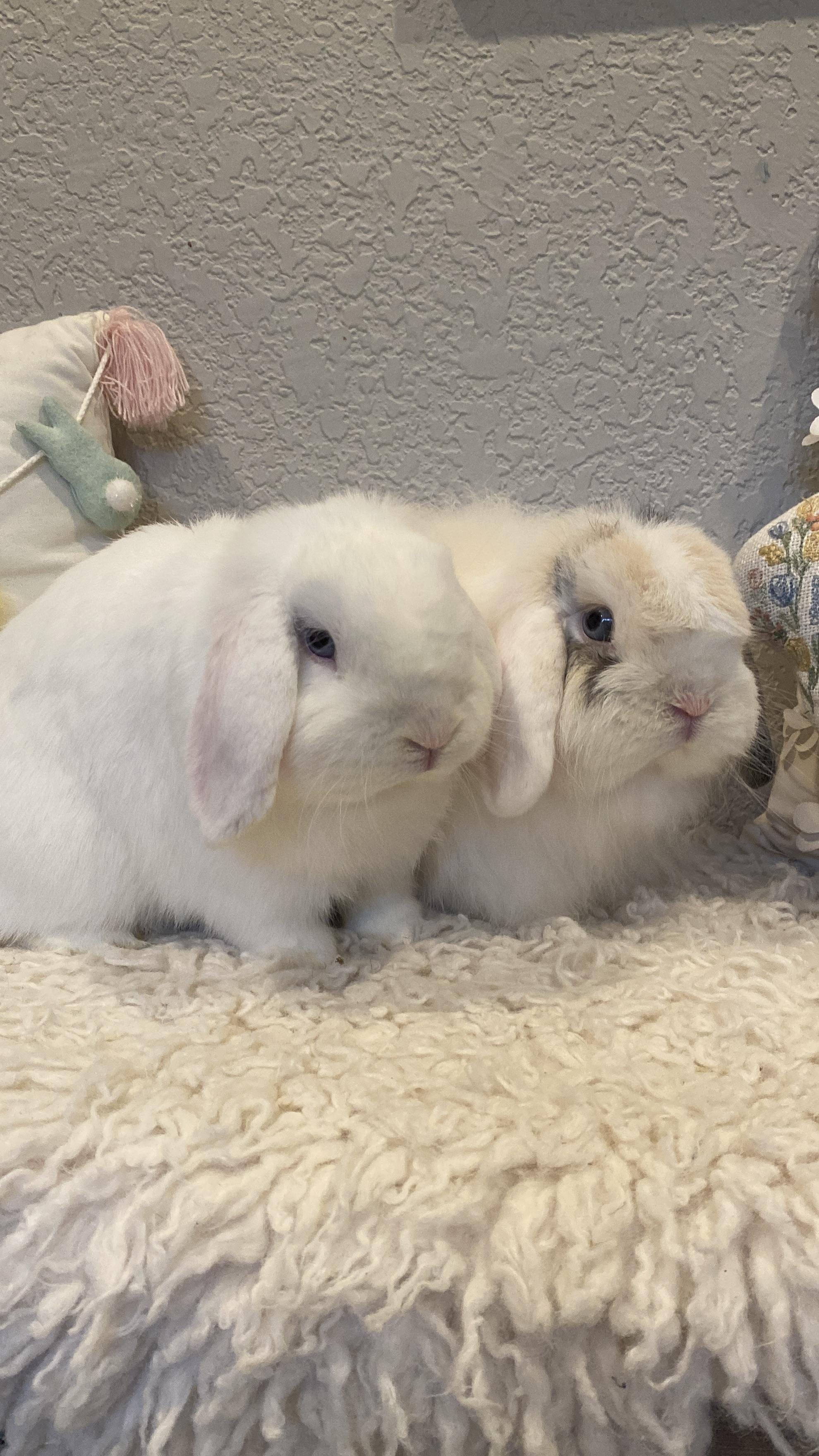 Tofu & Miso , ADOPTABLE, Adult Male Holland Lop.