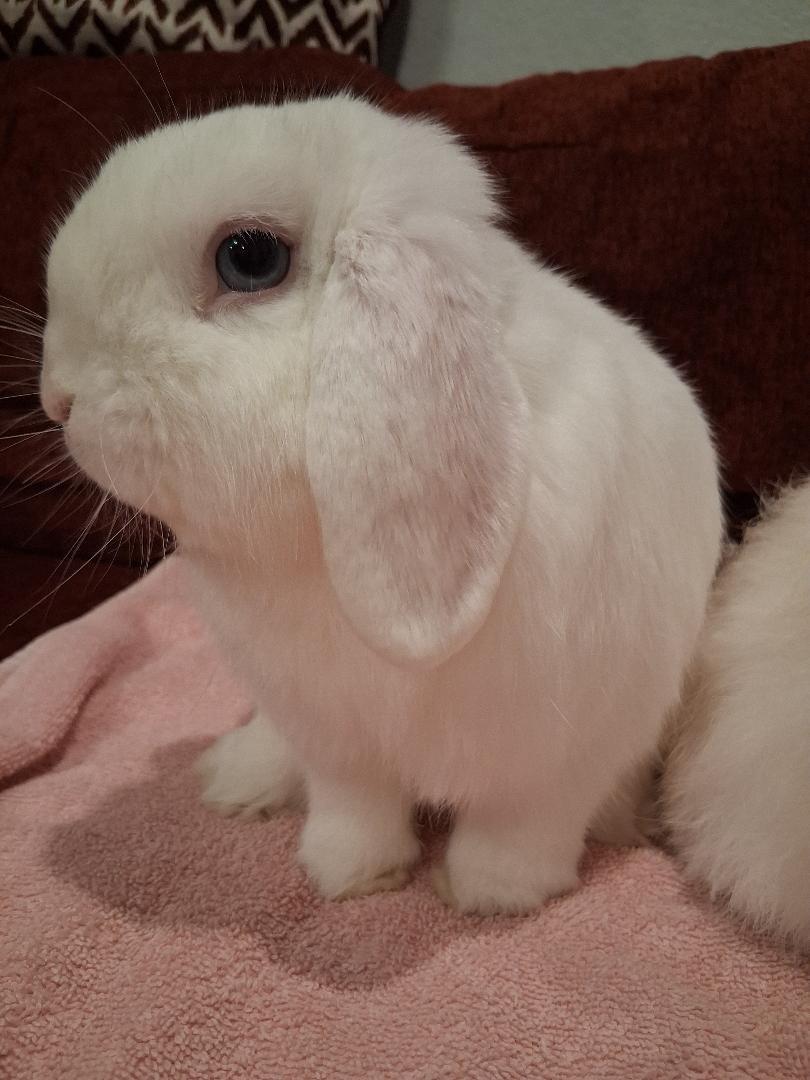 Tofu & Miso , a ADOPTABLE Holland Lop in San Antonio, TX image 3/6