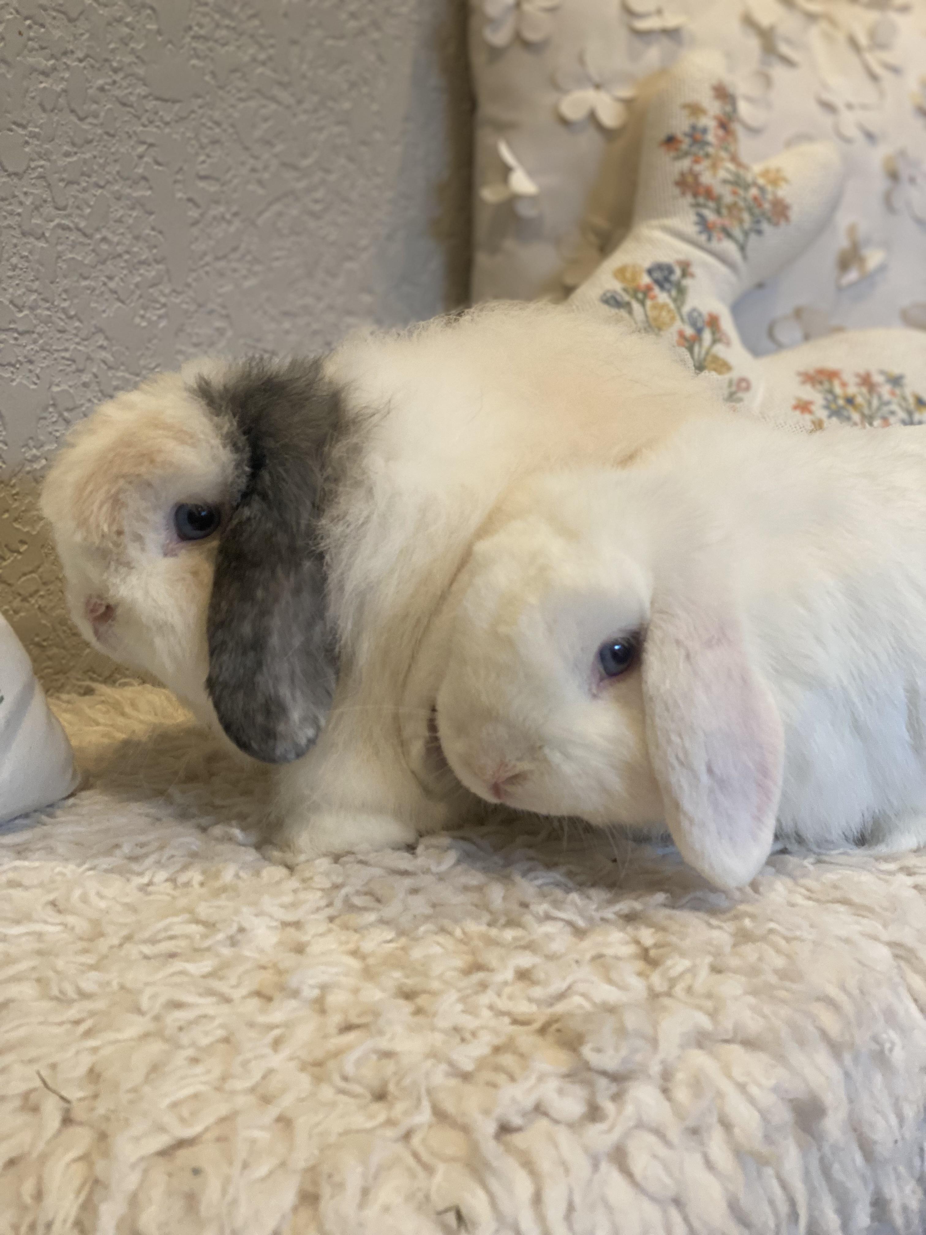 Tofu & Miso , a ADOPTABLE Holland Lop in San Antonio, TX image 5/6