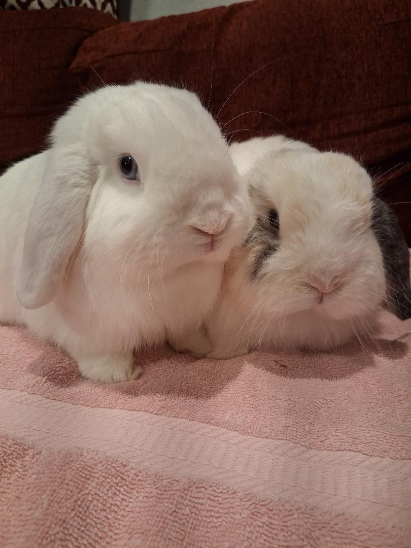 Tofu & Miso , a ADOPTABLE Holland Lop in San Antonio, TX image 4/6