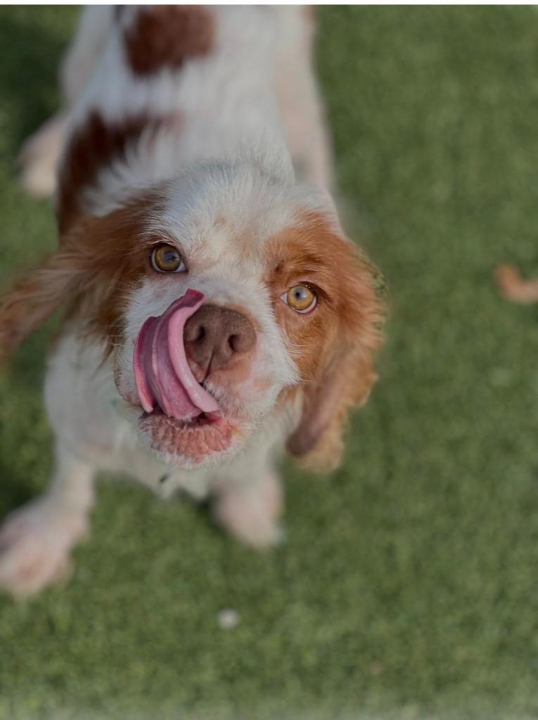Hoover, Adoptable, Young Male Cocker Spaniel.