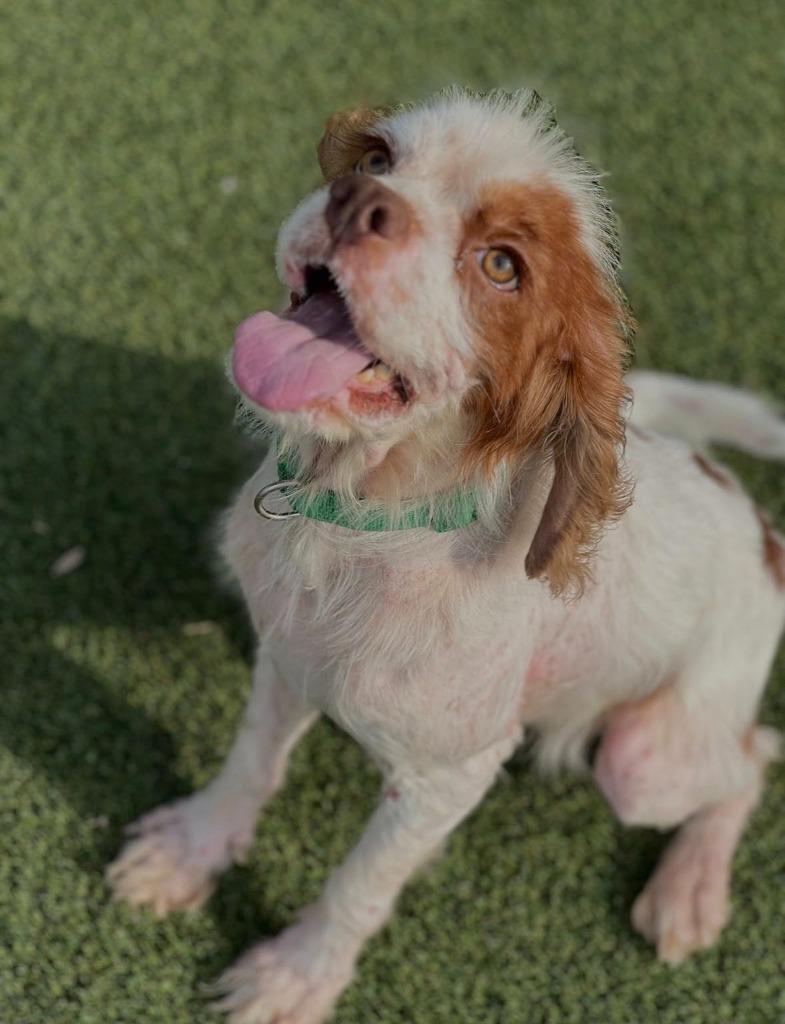 Enlarge Hoover, a Adoptable Cocker Spaniel in Austin, TX image 3/5