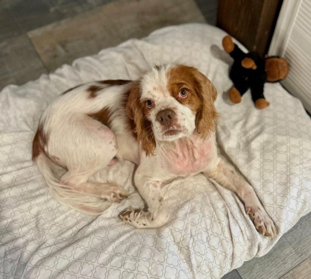 Enlarge Hoover, a Adoptable Cocker Spaniel in Austin, TX image 4/5