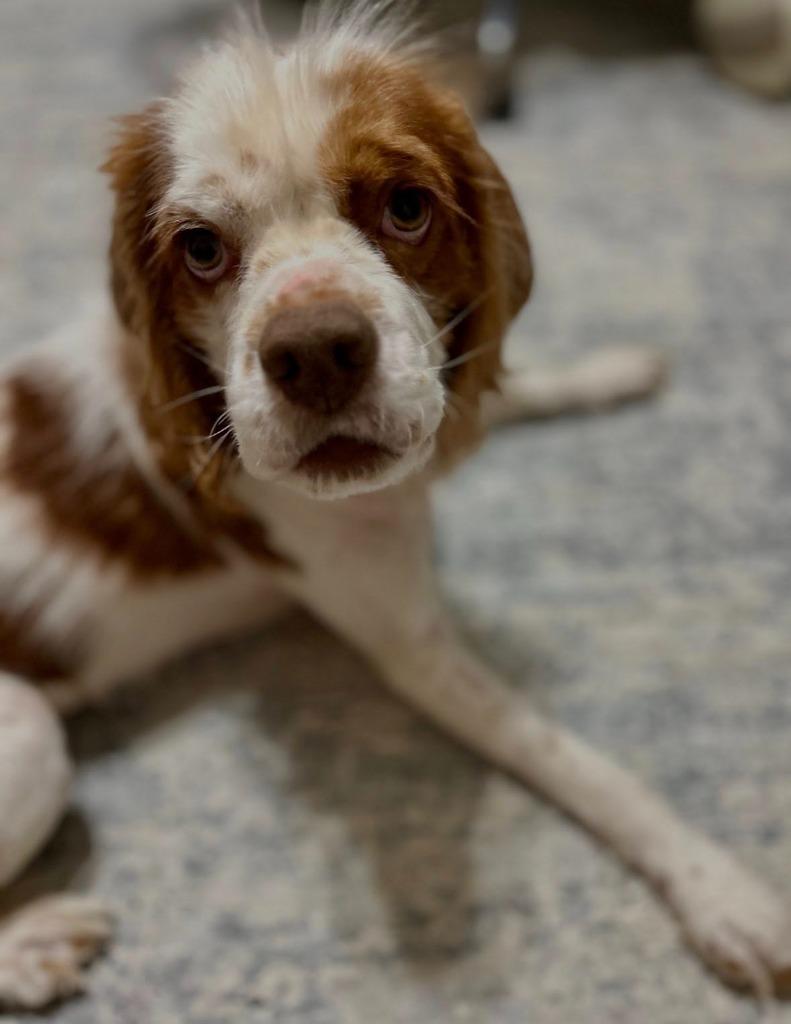 Enlarge Hoover, a Adoptable Cocker Spaniel in Austin, TX image 5/5