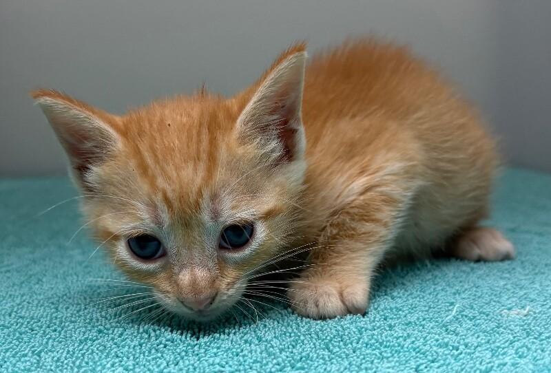 Enlarge Abby Lincoln, a Adoptable Domestic Short Hair in Katy, TX image 1/2