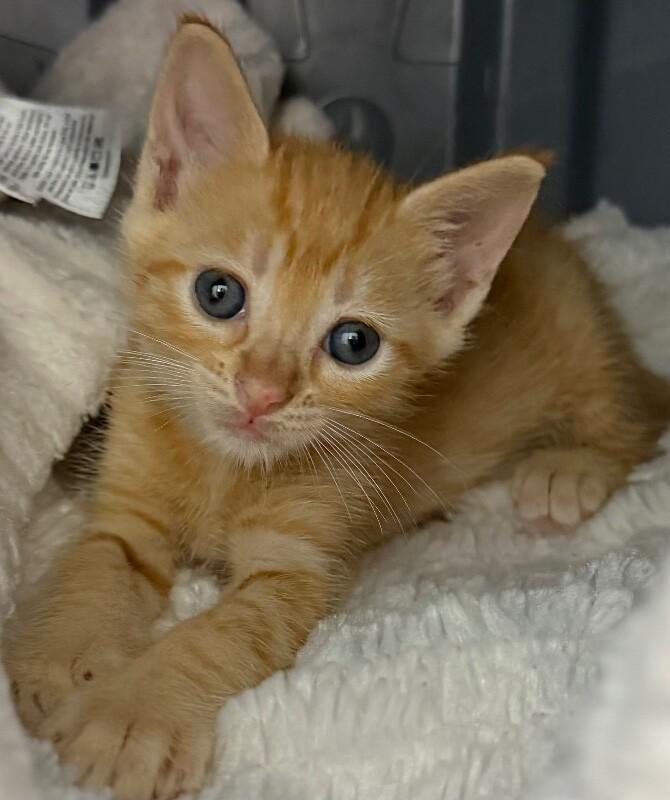 Enlarge Abby Lincoln, a Adoptable Domestic Short Hair in Katy, TX image 2/2