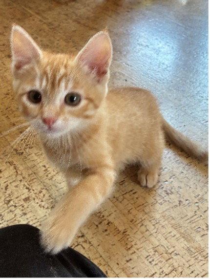 Phil - CCC, Adopted, Kitten Male Tabby & Domestic Short Hair.