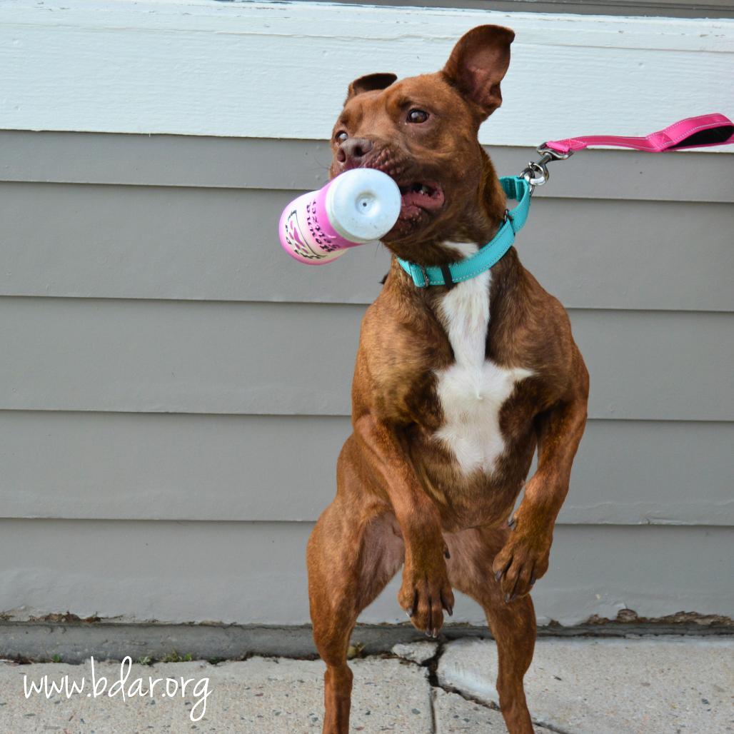 Enlarge Cherry, a Adoptable Mixed Breed in Cheyenne, WY image 1/6