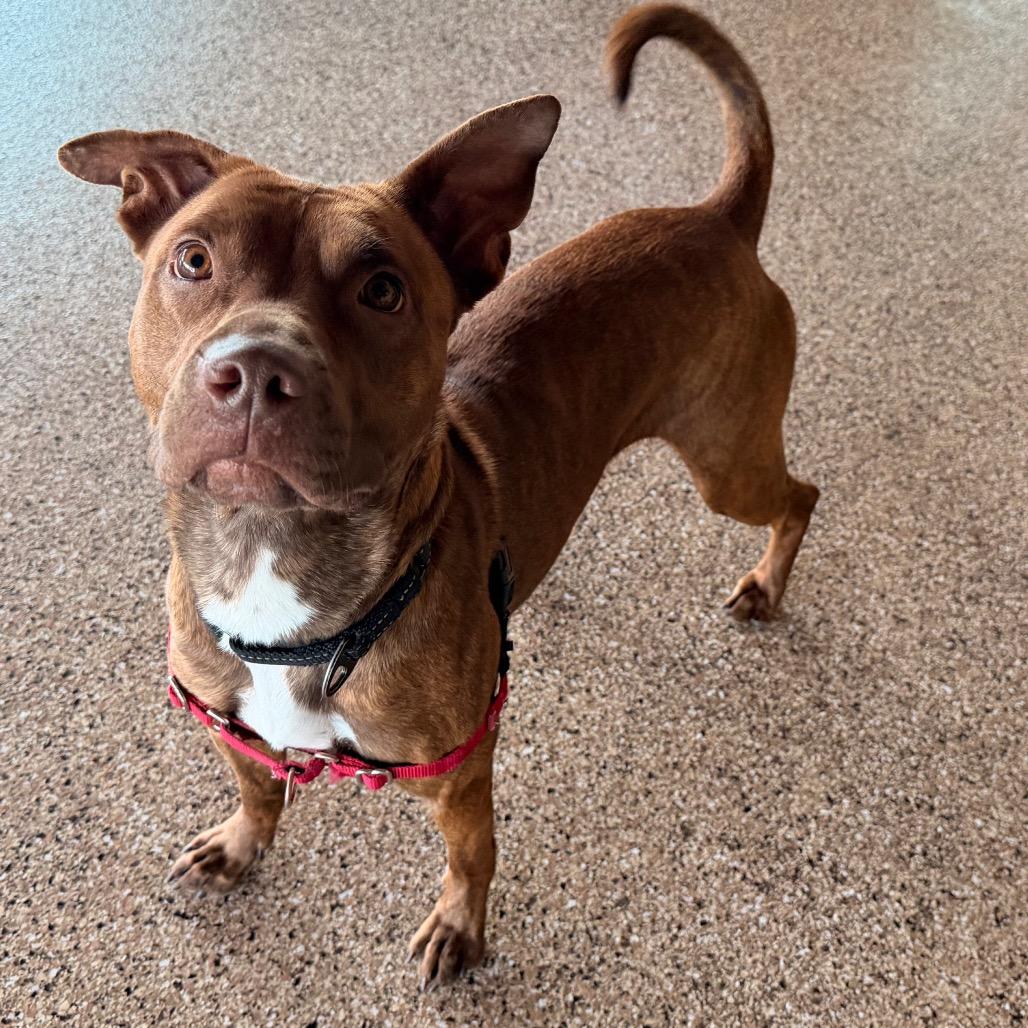 Enlarge Cherry, a Adoptable Mixed Breed in Cheyenne, WY image 2/6