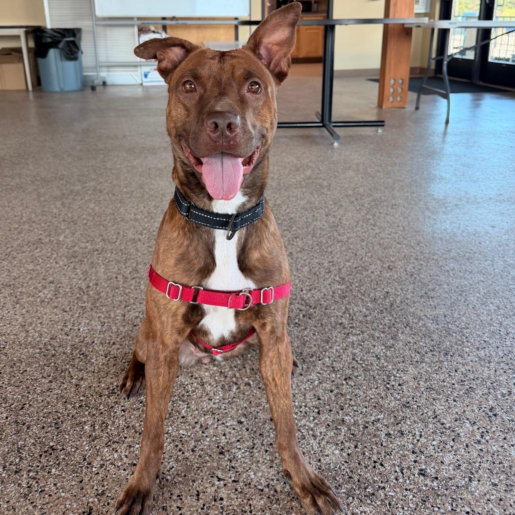 Enlarge Cherry, a Adoptable Mixed Breed in Cheyenne, WY image 3/6