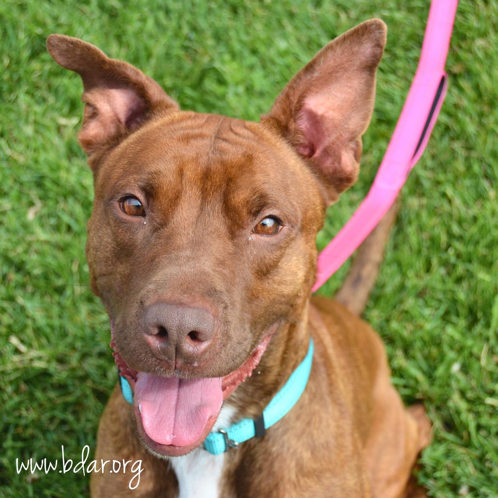 Enlarge Cherry, a Adoptable Mixed Breed in Cheyenne, WY image 4/6