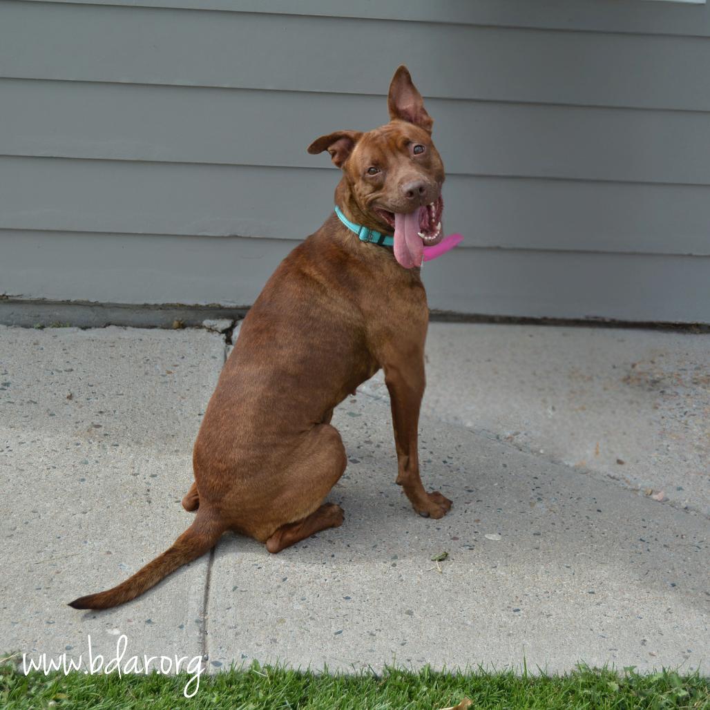 Enlarge Cherry, a Adoptable Mixed Breed in Cheyenne, WY image 5/6