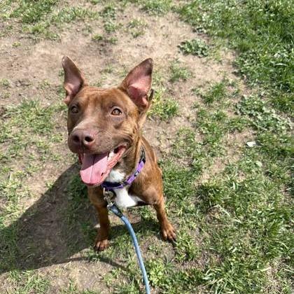 Enlarge Cherry, a Adoptable Mixed Breed in Cheyenne, WY image 6/6