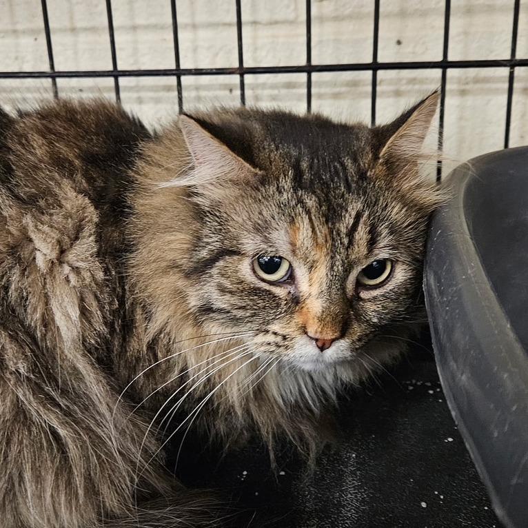 Linda, Adoptable, Adult Female Domestic Medium Hair.