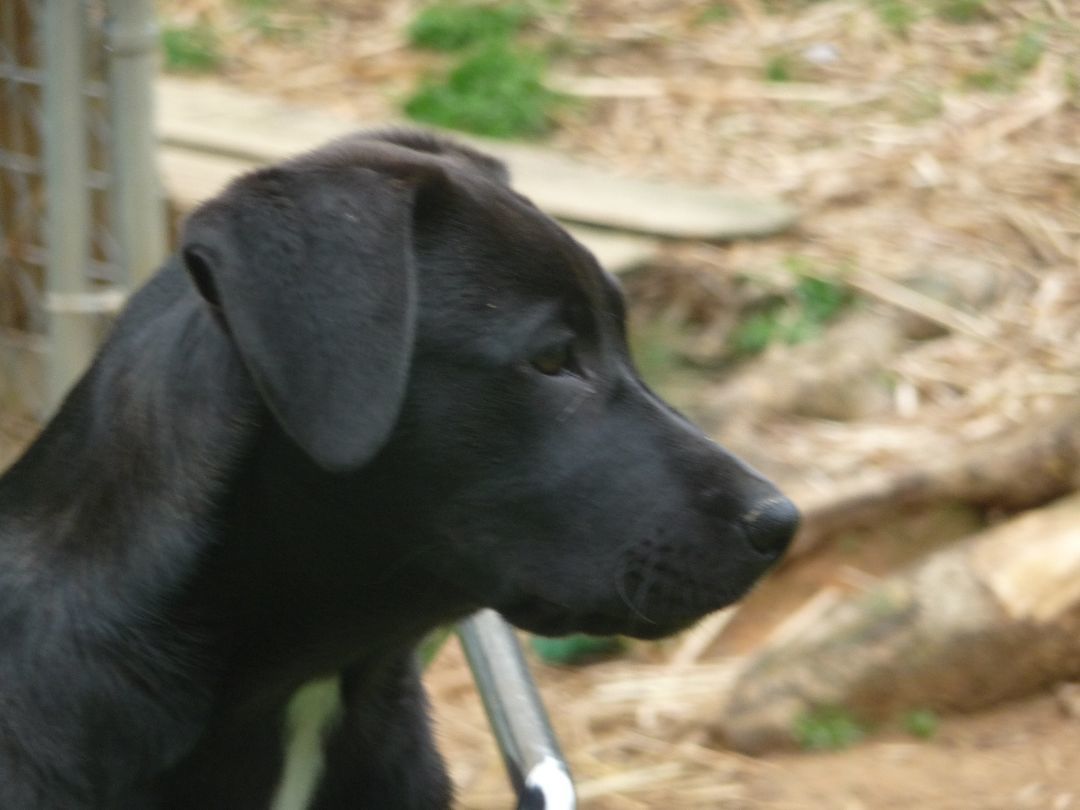 Merle, a Adoptable mixed breed in Cleveland, AL image 2/5