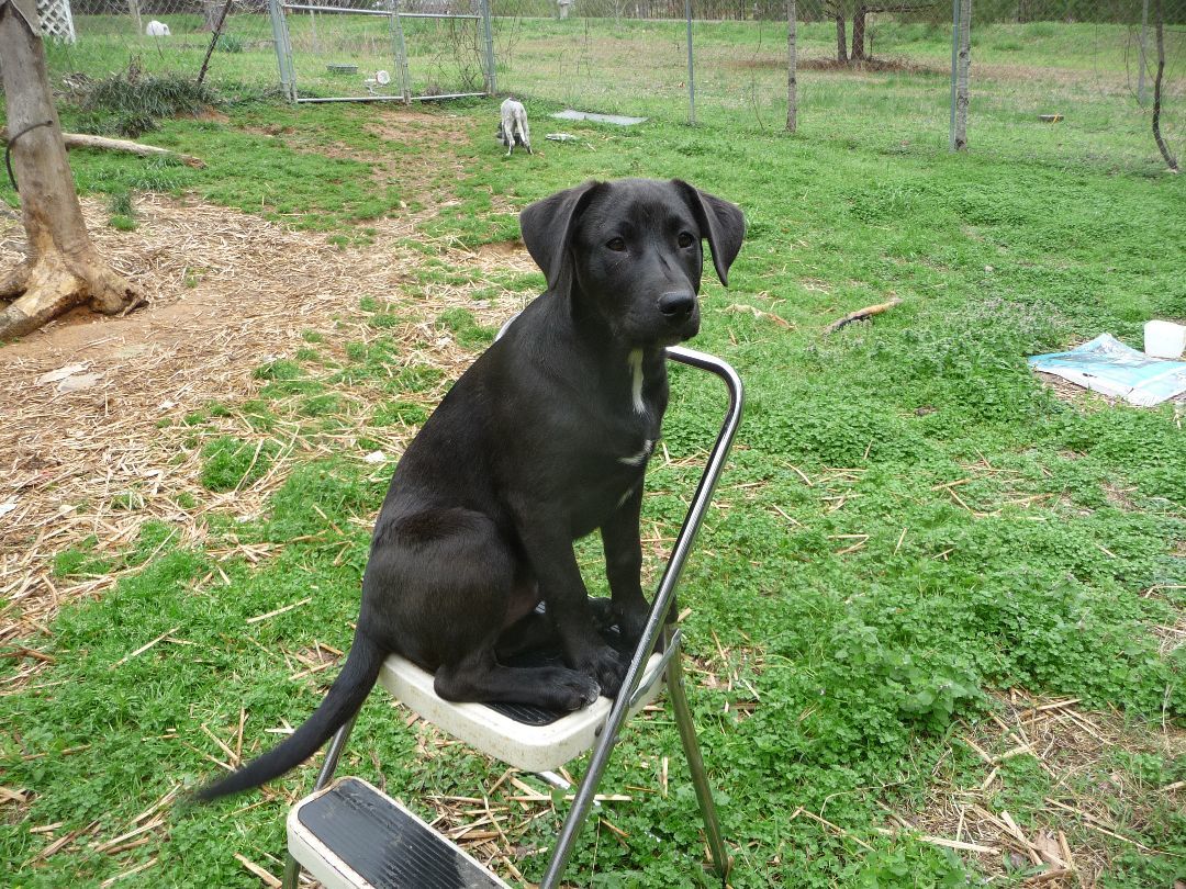 Merle, a Adoptable mixed breed in Cleveland, AL image 3/5