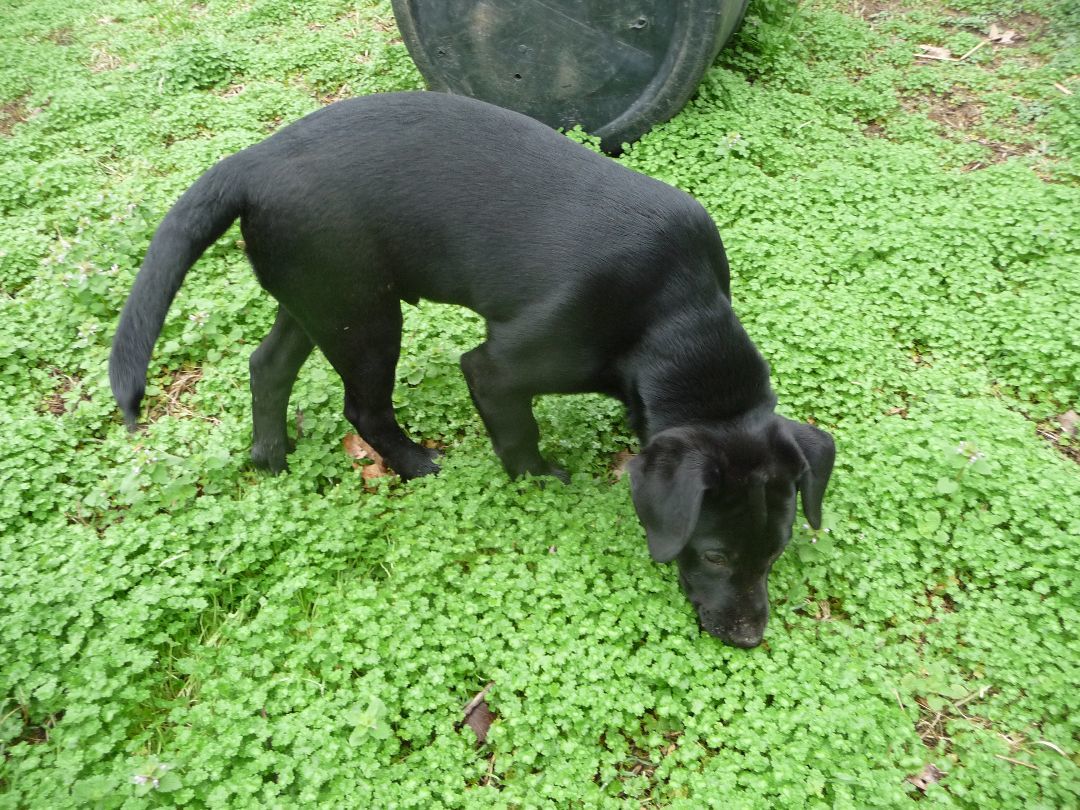 Merle, a Adoptable mixed breed in Cleveland, AL image 4/5