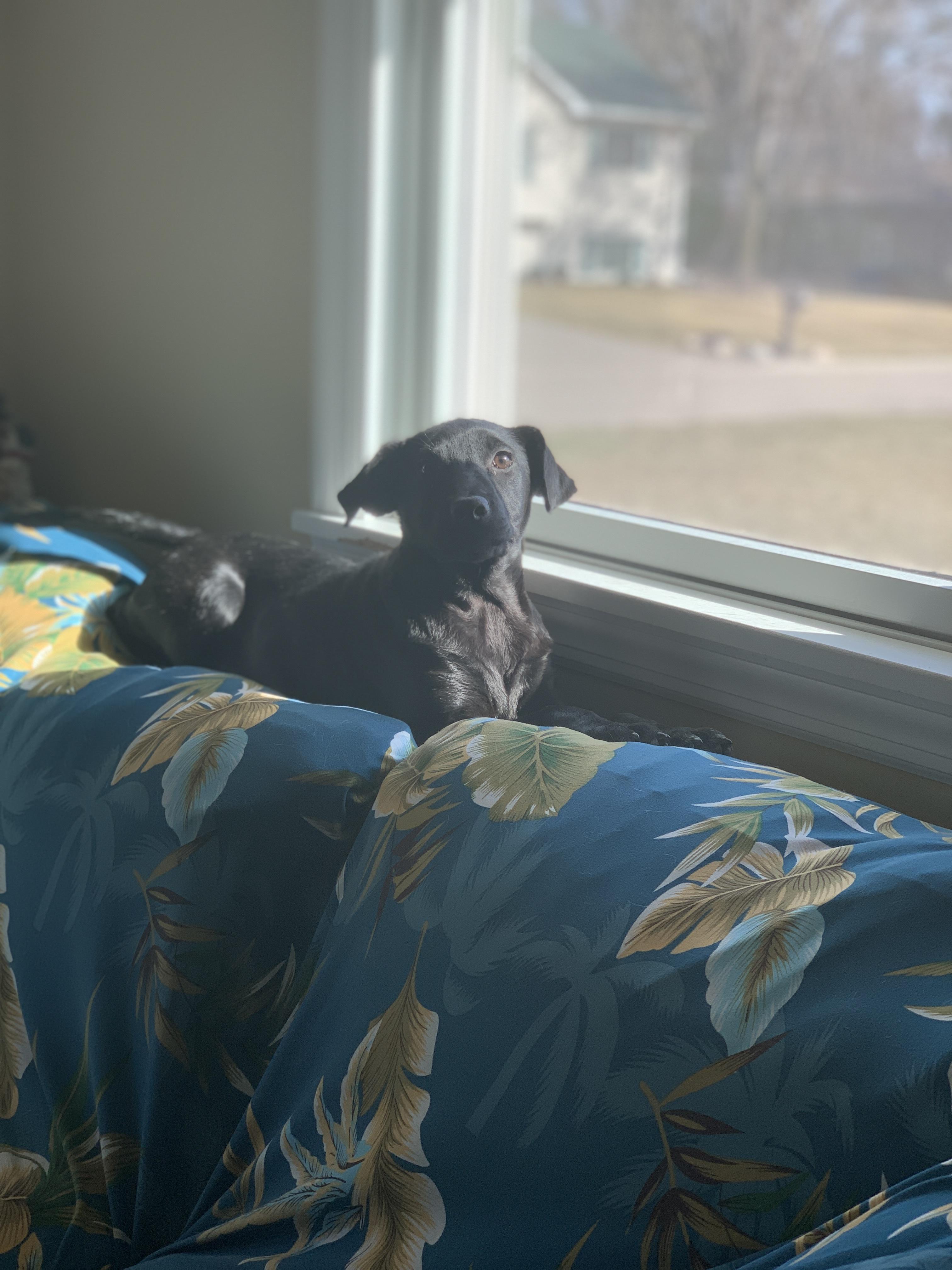 Enlarge Jasmine, a ADOPTABLE mixed breed in Minneapolis, MN image 4/6