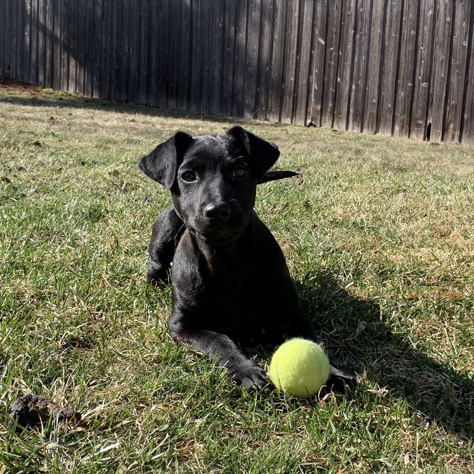 Enlarge Jasmine, a ADOPTABLE mixed breed in Minneapolis, MN image 3/6