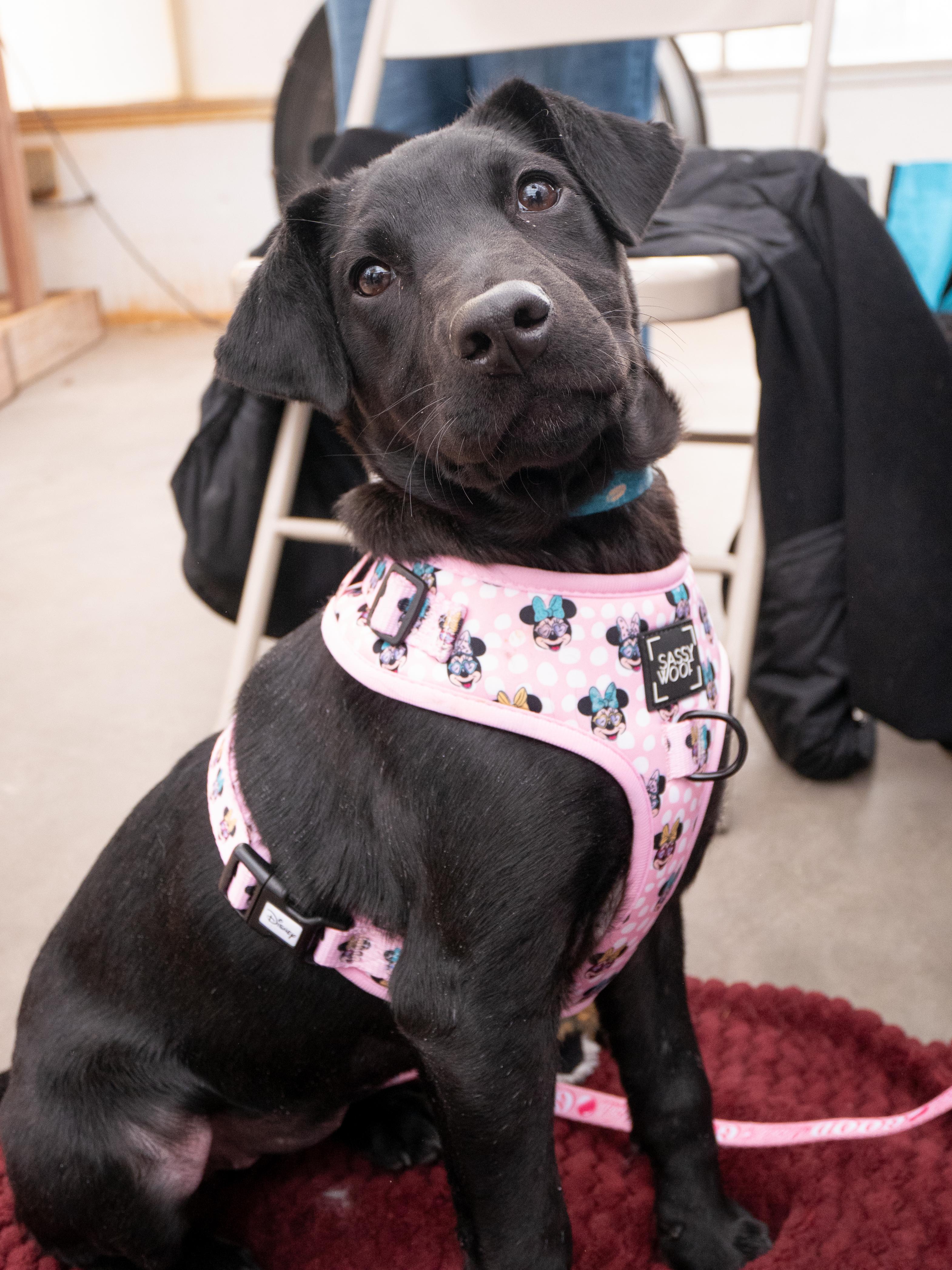 Jasmine, ADOPTABLE, Puppy Female Retriever & Mixed Breed.