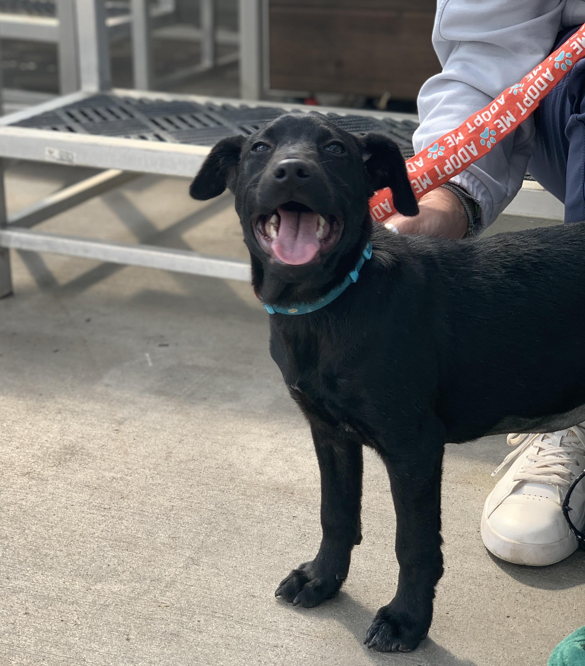 Enlarge Jasmine, a ADOPTABLE mixed breed in Minneapolis, MN image 5/6