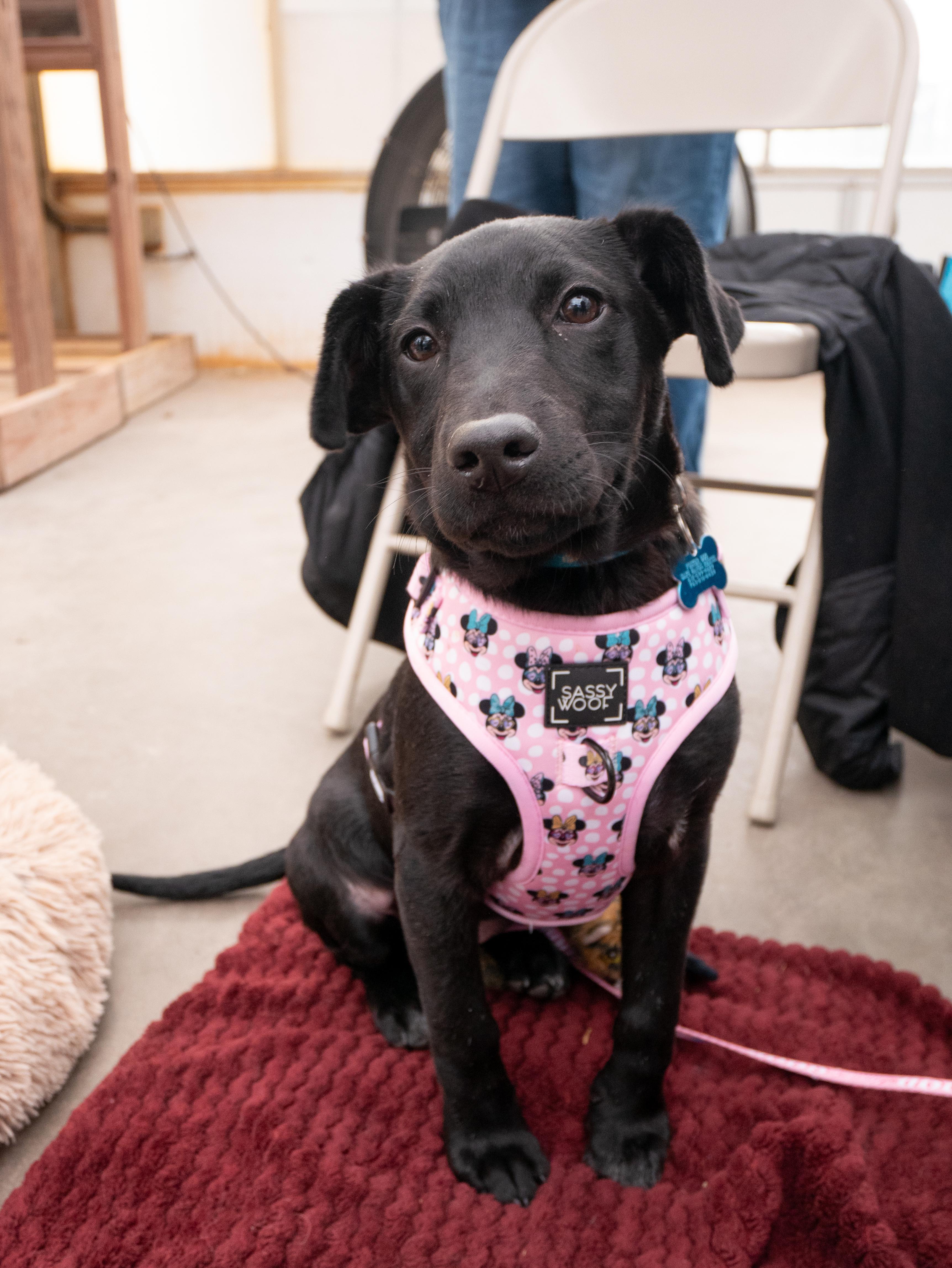 Enlarge Jasmine, a ADOPTABLE mixed breed in Minneapolis, MN image 2/6