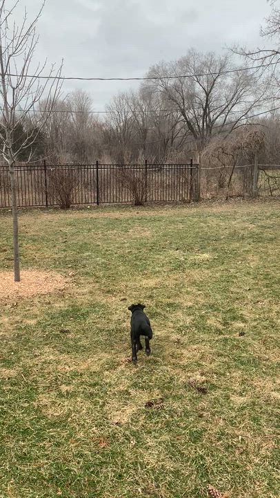 Enlarge Jasmine, a ADOPTABLE mixed breed in Minneapolis, MN video 6/6