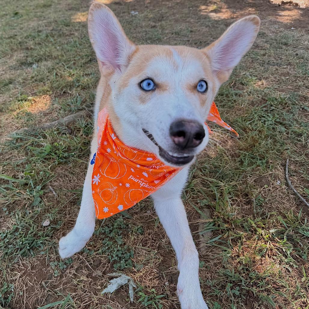 Enlarge Mac, a Adoptable Siberian Husky in Johnson City, TN image 1/5