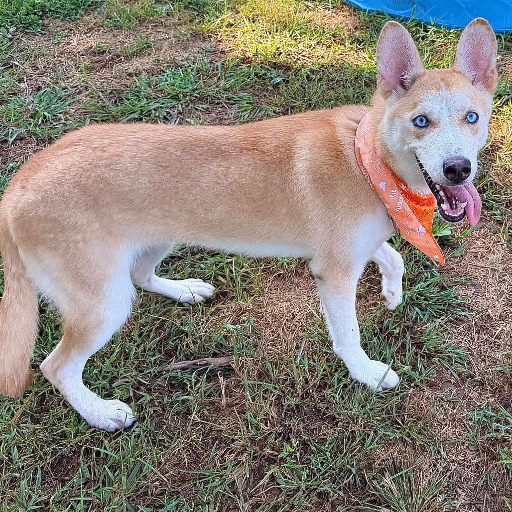 Enlarge Mac, a Adoptable Siberian Husky in Johnson City, TN image 2/5