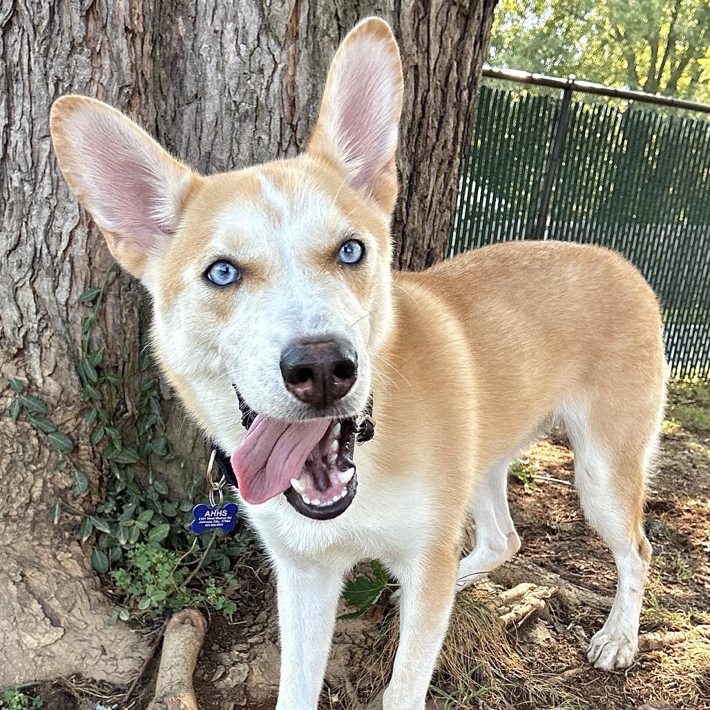 Enlarge Mac, a Adoptable Siberian Husky in Johnson City, TN image 3/5