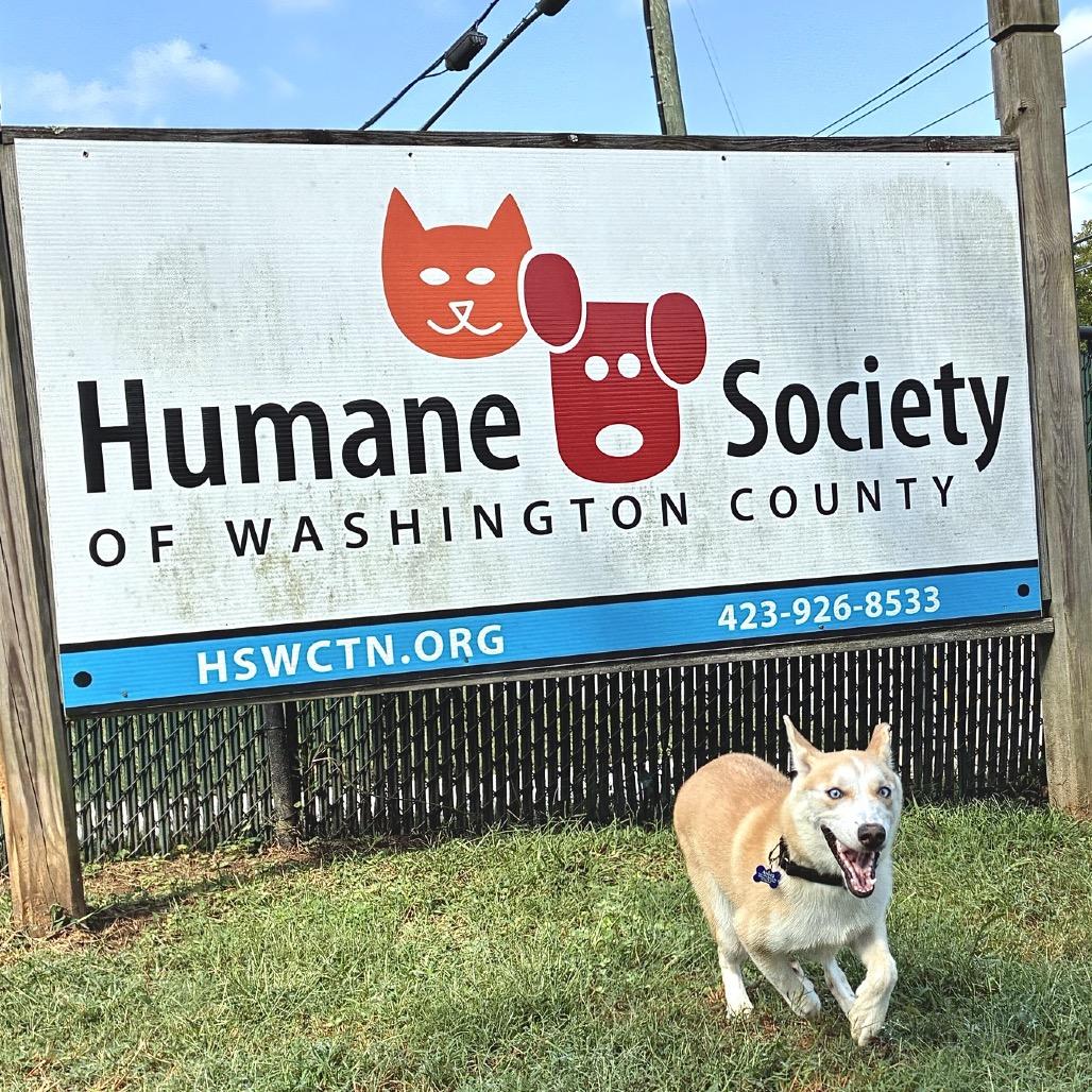 Enlarge Mac, a Adoptable Siberian Husky in Johnson City, TN image 4/5